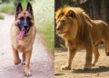 The Dog and the Lion