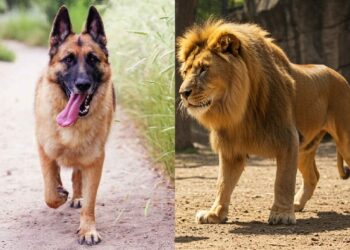 The Dog and the Lion