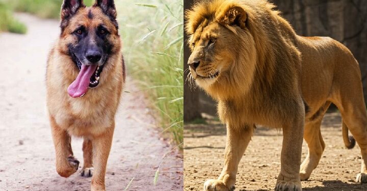 The Dog and the Lion