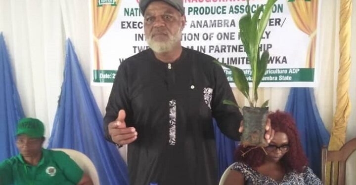 National Palm Produce Association of Nigeria (NPPAN) exedcutive displays the palm seedling