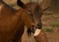 Goat eating yam