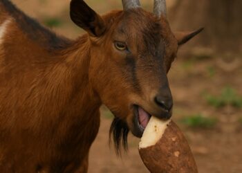 Goat eating yam