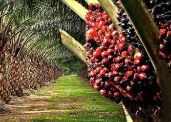 Palm oil plantation