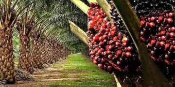 Palm oil plantation