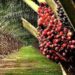 Palm oil plantation