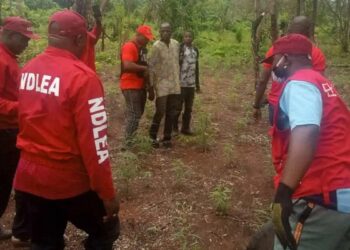 National Drug Law Enforcement Agency (NDLEA) officials during an operation