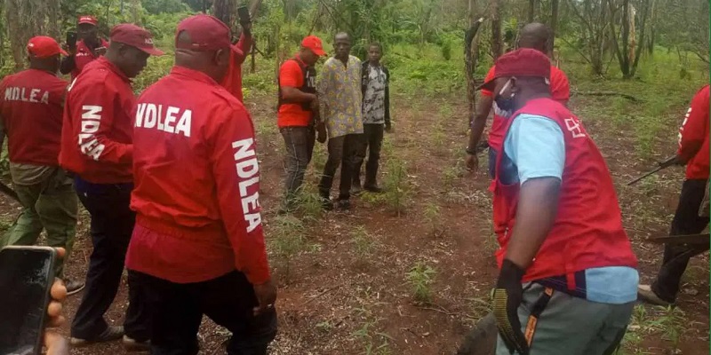 National Drug Law Enforcement Agency (NDLEA) officials during an operation